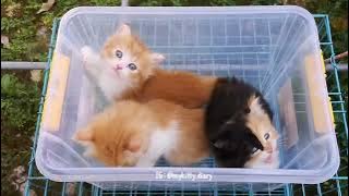 Suara Anak Kucing - Kucingmu Dijamin Bingung - Kittens Meowing Sound