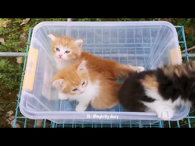 Suara Anak Kucing - Kucingmu Dijamin Bingung - Kittens Meowing Sound class=