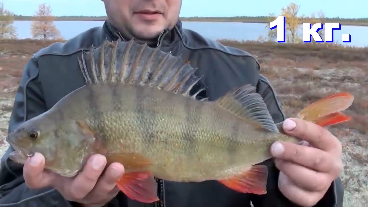 Рыбалка на севере Стофети и компания НАЧАЛО 4  Fishing in the north of Russia