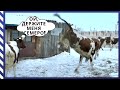 Бешеные скачки грязных коров и Чебуреки-Гиганты/#ПереездНаАлтай#ПереездВдеревню