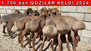 JUDA ARZON QOZILAR KELDI YANA SHOSHILING  94-300-93-00