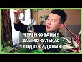 Размножение Замиокулькаса » Как НЕ нужно Черенковать