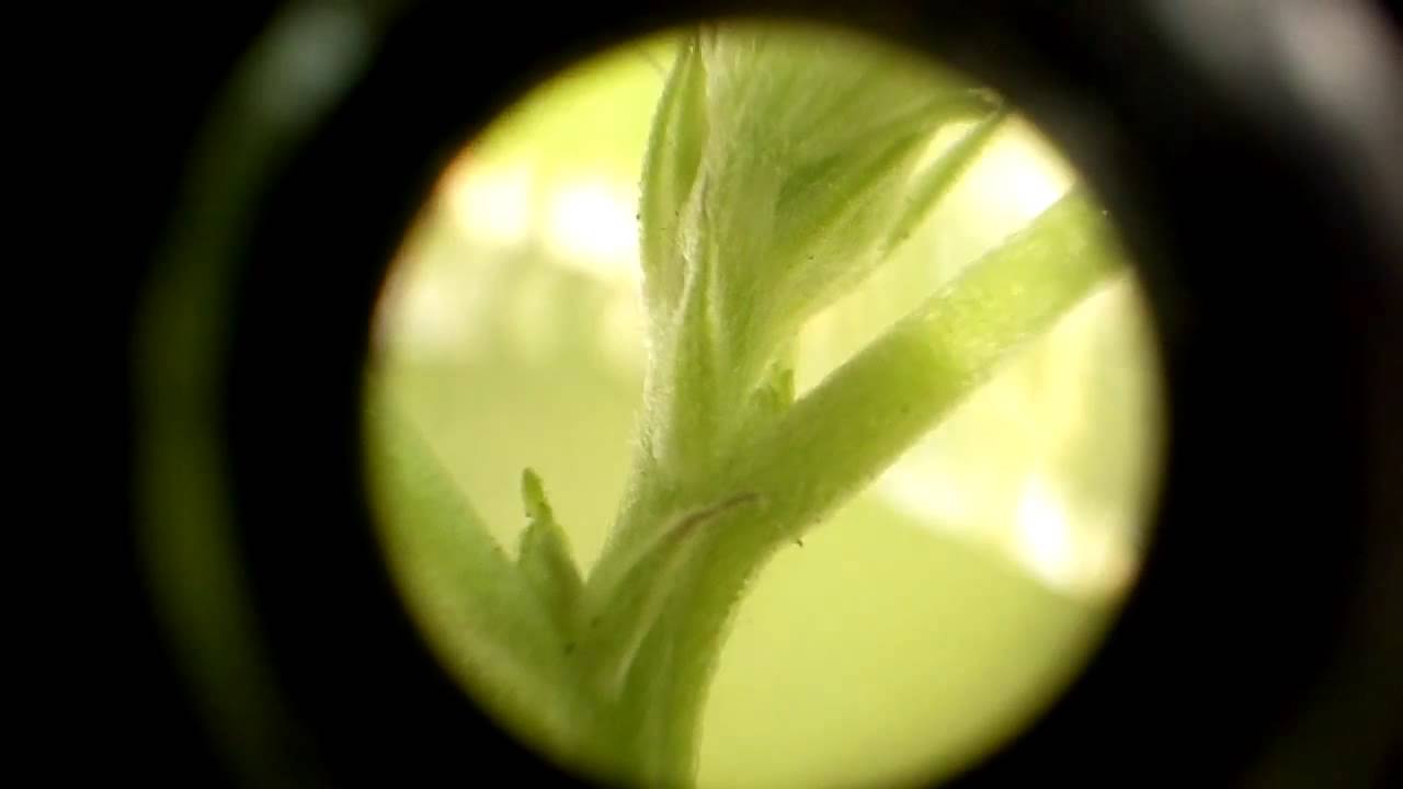 first signs of flowering cannabis youtube
