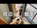 【李喜貓】女主人為抓流浪貓竟強迫自家貓當誘餌，結果沒抓到還差點倒貼一隻