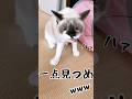 猫が釣れた #保護猫