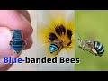 Only in australia amazing blue banded bees