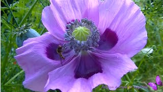 Coquelicot mauve violet, le Pavot somnifère. - thptnganamst.edu.vn