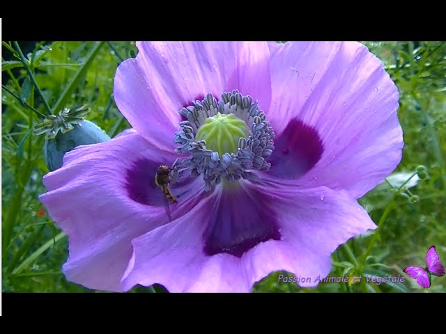 Coquelicot mauve violet, le Pavot somnifère. - thptnganamst.edu.vn