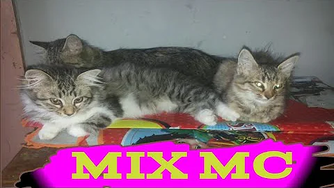 Watch the video about Kucing mix maine coon mix breed