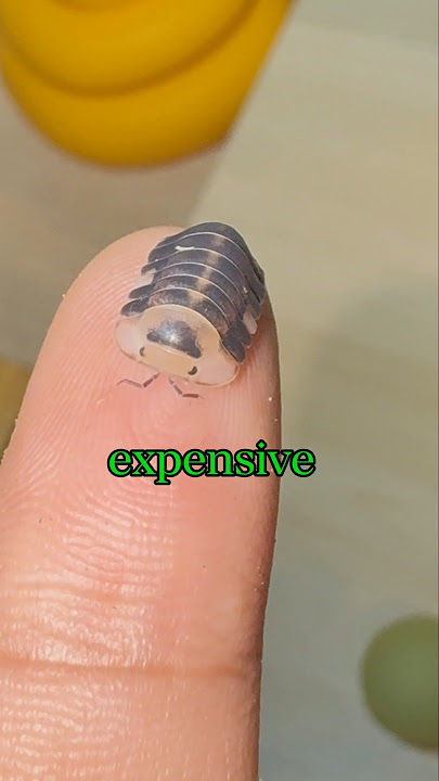 This bug looking creature is actually expensive 😮