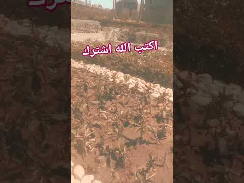 مين اللي قال لك يا صاحبي القران ما بيطلعش
