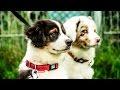 AUSTRALIAN SHEPHERD Neon & Lucky Puppies Training nr 1 AUSTRALIAN SHEPHERD Neon & Lucky Puppies Training nr 1