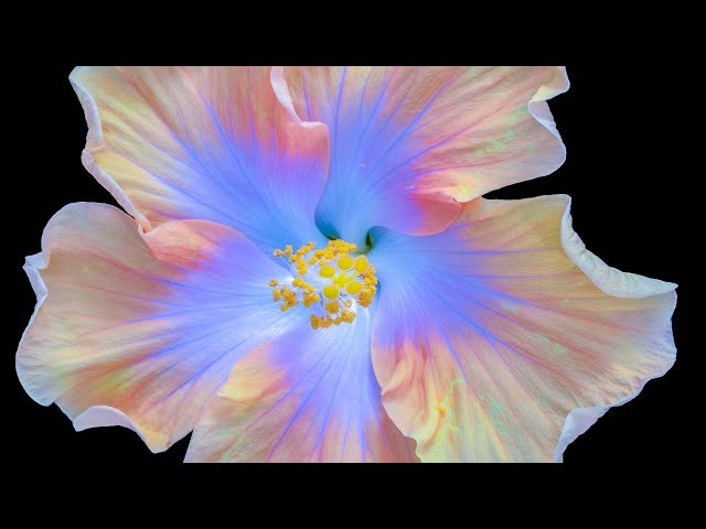 Hibiscus Flower Blossom Acrylic Painting LIVE Tutorial