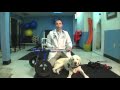 Veterinarian Demonstrates how to put a Walkin' Wheels Dog Wheelchair on a dog