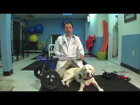 veterinarian-demonstrates-how-to-put-a-walkin