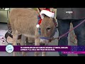 ¡Qué Animal!: Estas son las diferencias entre los burros y las mulas | Viva La Tarde | WapaTV