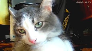 Happy Cat 😺 by GOOD ALEX 198 views 3 years ago 1 minute, 19 seconds