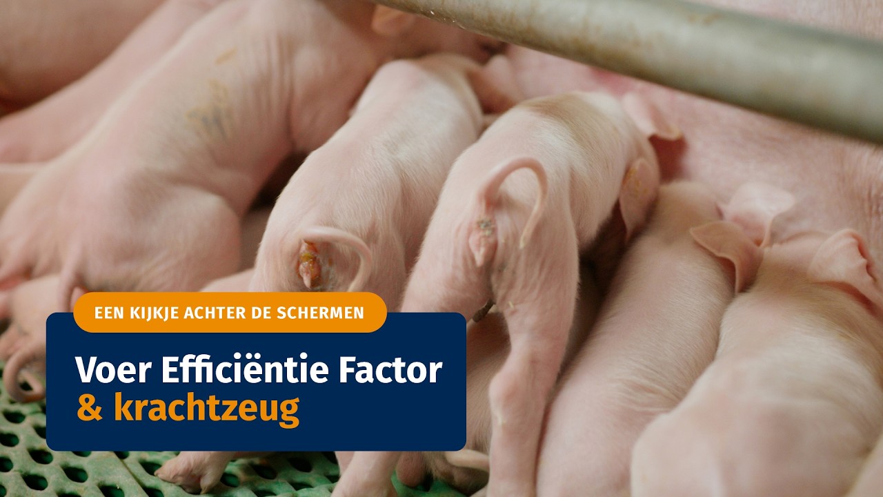 Een kijkje achter de schermen: Voer Efficiëntie Factor & krachtzeug