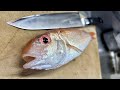 正体不明の謎のピンク魚が釣れたので食ってみる。