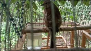 LINNET SONG, linnet singing 20 minutes, bird sound