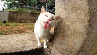 A stray cat was saying 「I’m thirsty, give me some water」, when I turned on a faucet