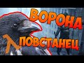 ВОРОНА ПОВСТАНЕЦ - Garry`s Mod | HL2RP [ ГАРРИС МОД | ХЛ2РП ]