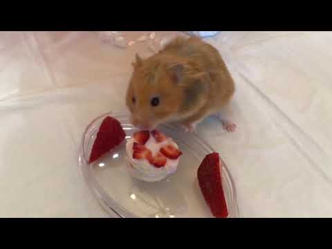 Cute Hamster Loves Her Birthday Cake! #shorts 🎉🎂🥳🎊