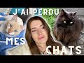 Perdre son chat  le deuil dun animal