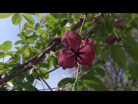 Video: Акебия шоколад жүзүмдөрүн башкаруу - Шоколад жүзүмдөрүн башкарууну үйрөнүңүз