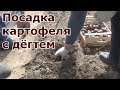 Посадка картофеля с дегтем