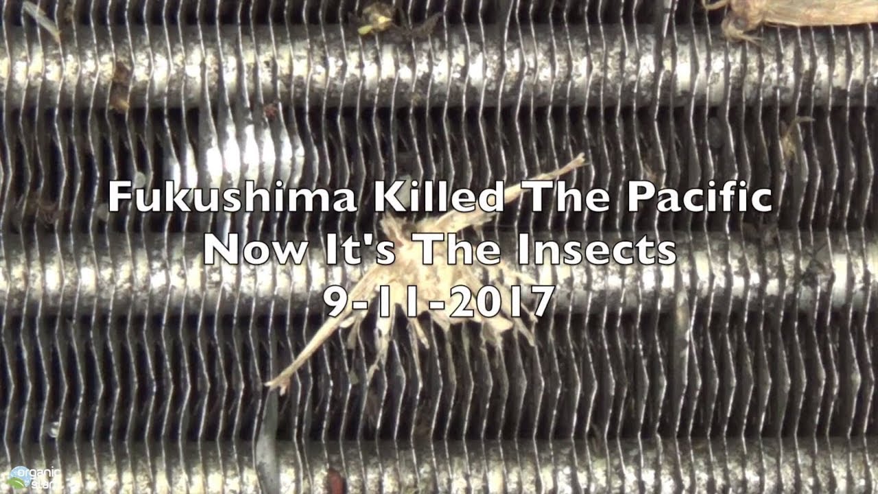 Fukushima Killed The Pacific Now It's The Insects 9-11-2017 | Organic ...