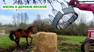 Деревенские будни/Отел коровы🐄/Завалило снегом❄️❄️❄️