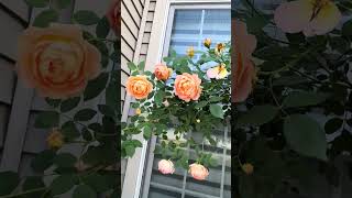 Lady Of Shallott Rose -David Austin Roses-Summer 2026 #davidaustinroses #rosegarden #flowers