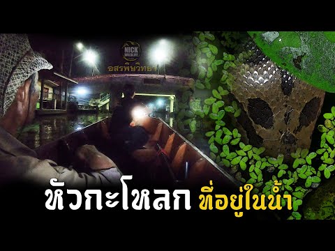 หัวกะโหลก ที่อยู่ในน้ำ!! อสรพิษวิทยา EP.68