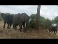 TEMBO WAVAMIA MASHAMBA WAHARIBU TREKTA NA KUHATARISHA CHAKULA CHA WANANCHI TEMBO WAVAMIA MASHAMBA WAHARIBU TREKTA NA KUHATARISHA CHAKULA CHA WANANCHI