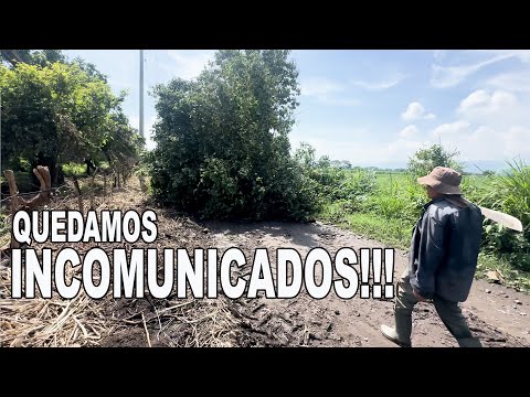 UN TORNADO CASI NOS ECHA A PERDER TODO EL CULTIVO DE LA FINCA