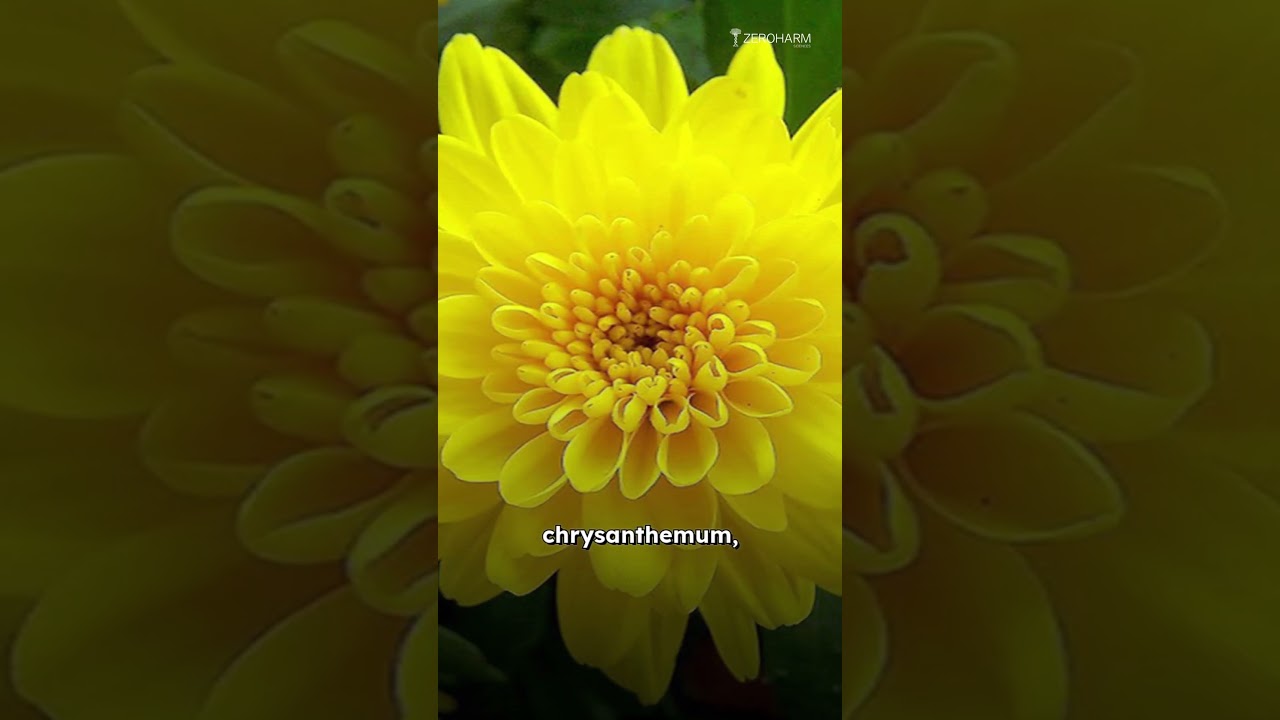 ⚠️ 6 Signs Your Liver Is Failing | Try Liver (Cleanse) Detox Tablets 💊