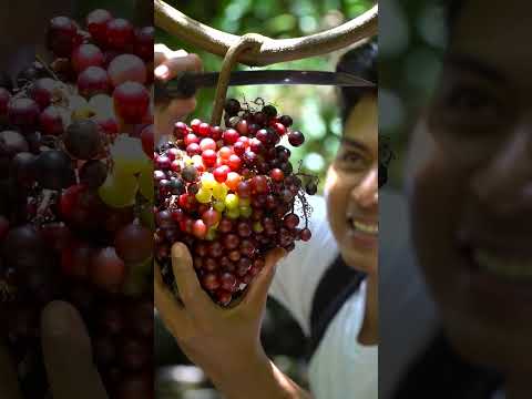 Video: Dalam bakul buah-buahan siapakah machi?