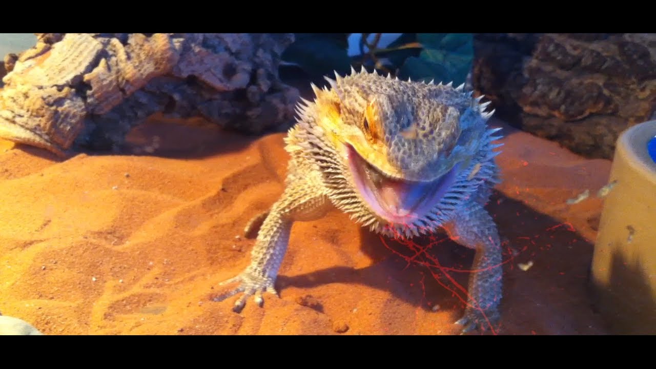 Feeding 2 Hornworms Then Feeding Them To My Bearded Dragon YouTube
