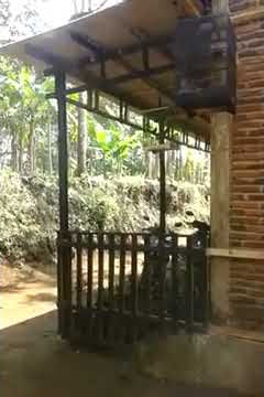 Jongkangan biru berkicau