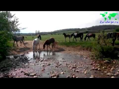 Видео: Табун лошадей на водопое в предгорьях Крыма