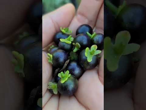 וִידֵאוֹ: Solanum Information - סוגי צמחי סולנום בגן