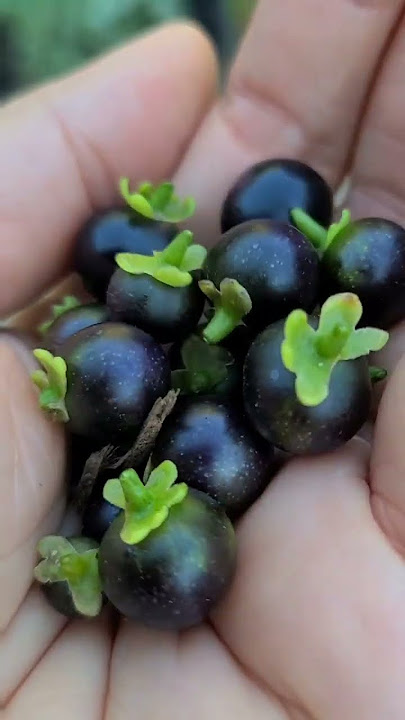 Solanum Nigrum Black Nightshade Plant @Cutiepig