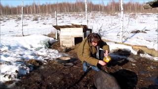 Видео Выход на весеннее солнышко (автор: Александр Титов)