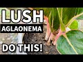 GAWING LUSH ANG AGLAONEMA GAMIT ANG PARAAN NA TO | Chinese Evergreen Plant Care