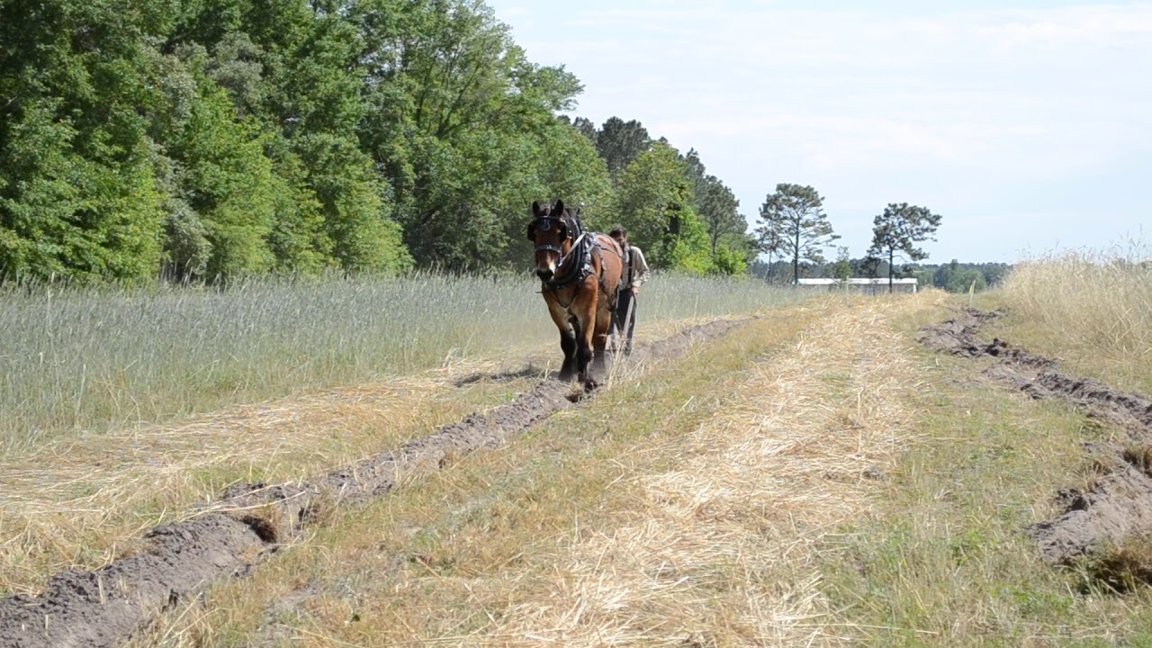 Brabant draft Horse using a single plow - YouTube