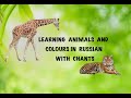 Learning animals and colours in Russian with chants.