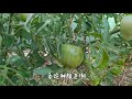 种番茄，七月番茄结果情况，今年种了33棵番茄