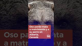 Oso pardo MATA a MATRIMONIO y a su PERRO en Alberta, Canadá