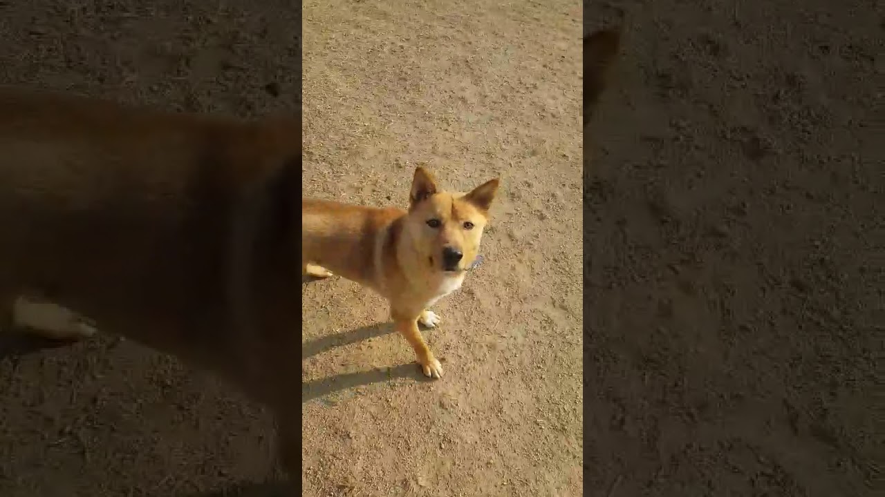 korean jindo husky mix Haeng-Woon